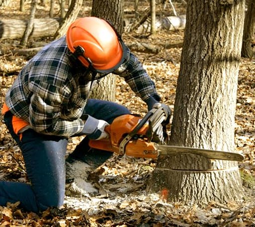 Tree Removal in Fluvanna, TX